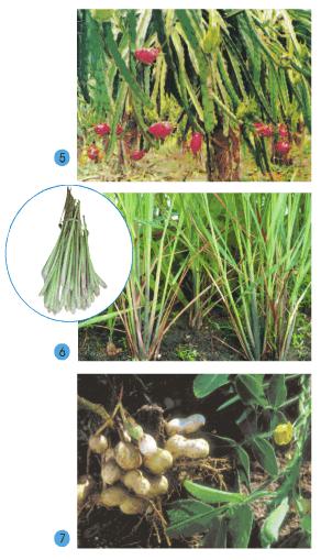 Giải bài tập SGK Tự nhiên và xã hội 2 bài 25