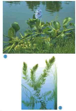 Hoạt động 1 Giải bài tập SGK Tự nhiên và xã hội 2 bài 26