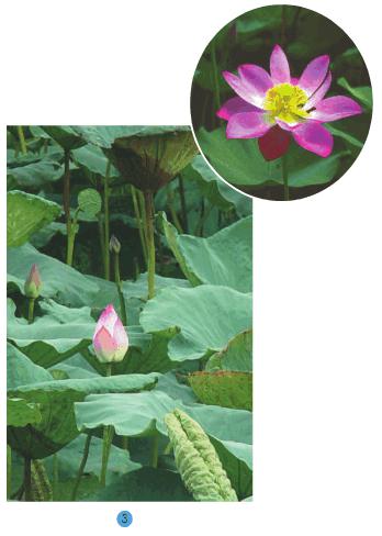 Hoạt động 1 Giải bài tập SGK Tự nhiên và xã hội 2 bài 26