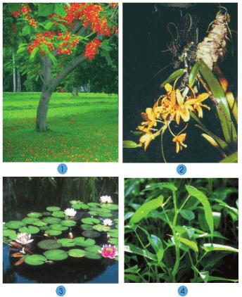 Giải bài tập SGK Tự nhiên và xã hội 2 bài 30