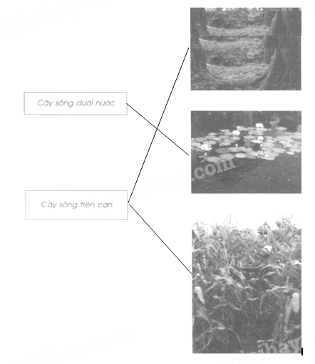 Giải Vở bài tập Tự nhiên và xã hội 2 bài 24 Câu 1