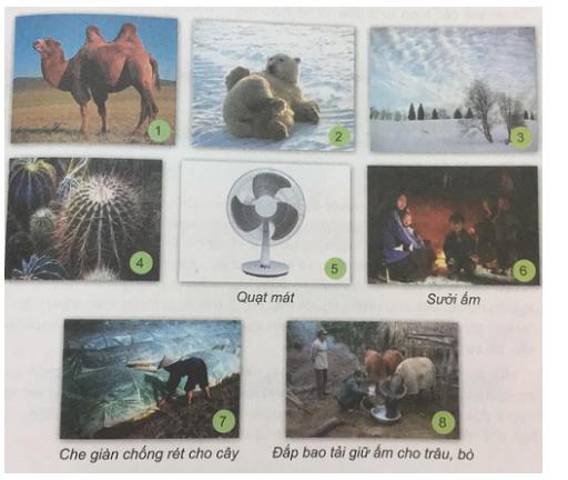 Giải Khoa học lớp 4 VNEN: Nhiệt cần cho sự sống