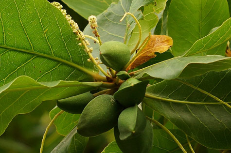 Tả cây bàng lớp 3