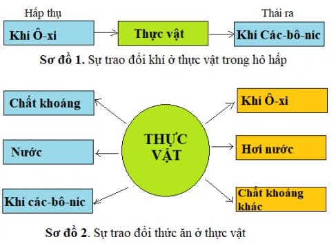 Giải Khoa học lớp 4 VNEN bài 31