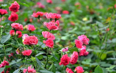 Bài làm 1: Tả Hoa cúc