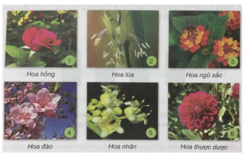 Giải Khoa học lớp 5 VNEN