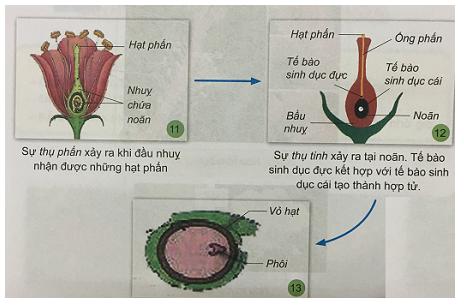 Giải Khoa học lớp 5 VNEN