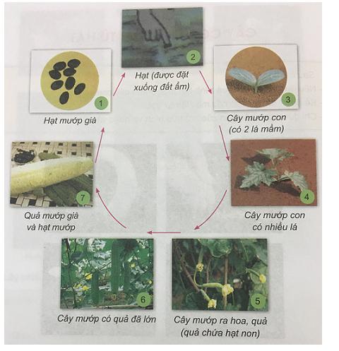 Giải Khoa học lớp 5 VNEN bài 28