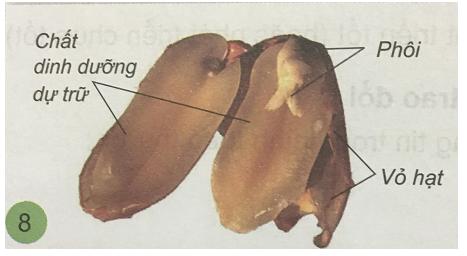 Giải Khoa học lớp 5 VNEN bài 28