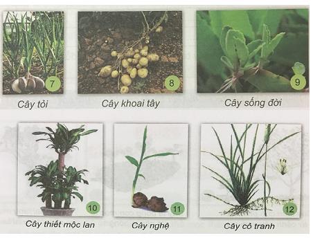 Giải Khoa học lớp 5 VNEN bài 29