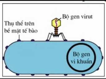 trắc nghiệm sinh học 10