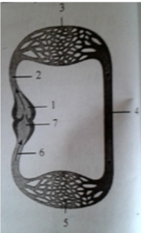 trắc nghiệm sinh học 11