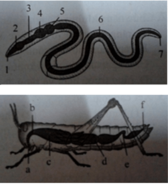 trắc nghiệm sinh học 11
