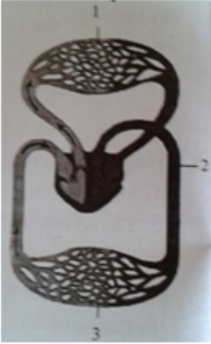 trắc nghiệm sinh học 11