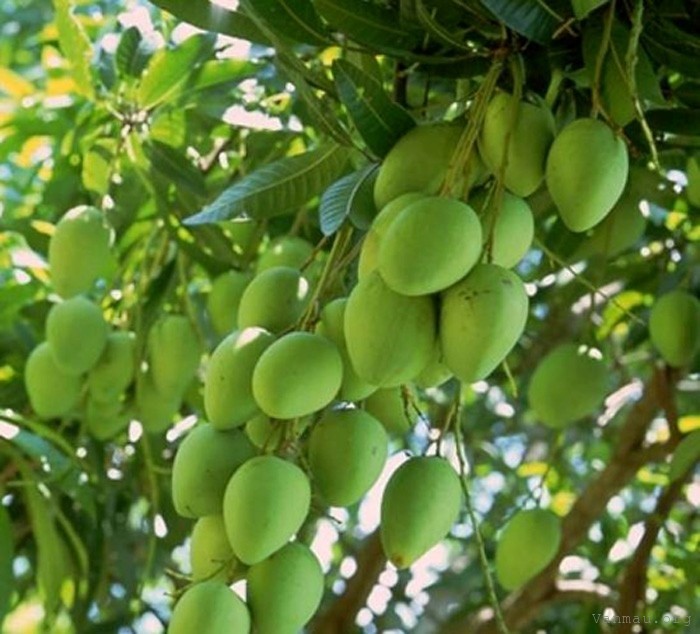 Thuyết minh về cây xoài lớp 9