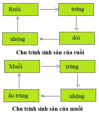 Giải Khoa học lớp 5 VNEN