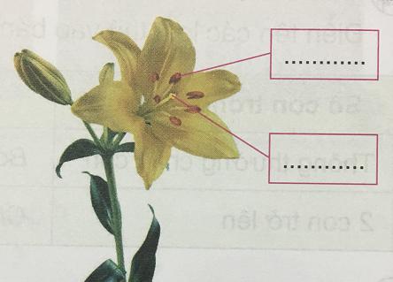 Giải Khoa học lớp 5 VNEN bài phiếu kiểm tra 3