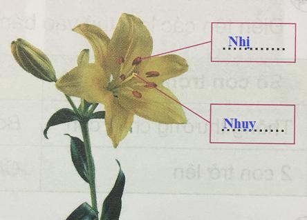 Giải Khoa học lớp 5 VNEN bài phiếu kiểm tra 3