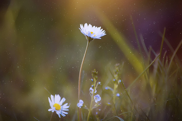 Nghị luận xã hội về câu nói Hãy sống như thể ta chỉ còn một ngày để sống