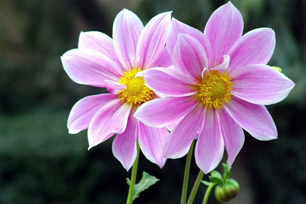 Nghị luận xã hội về tinh thần mạo hiểm