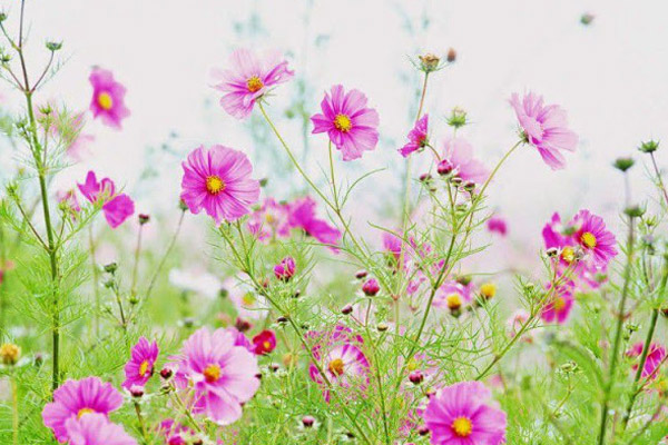 Nghị luận xã hội về văn hóa chỉ trích của người Việt trong xã hội hiện nay