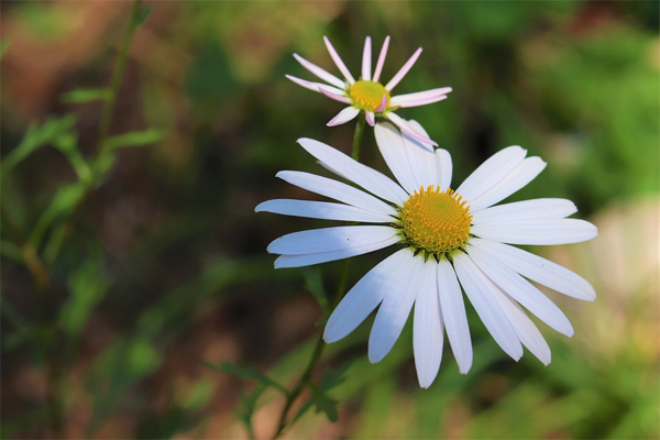 Nghị luận xã hội về ý kiến Đừng bao giờ tự khép mình trong lớp vỏ chắc chắn
