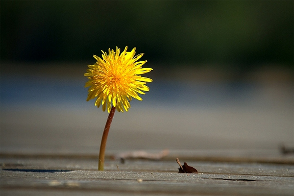 Nghị luận xã hội về hiện tượng nhiều học sinh coi thường các môn khoa học xã hội và nhân văn