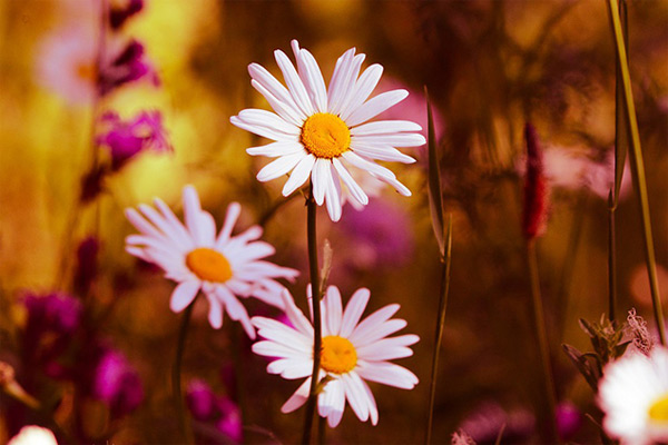 Nghị luận xã hội câu nói: "Ta không được chọn nơi mình sinh ra nhưng ta được chọn cách mình sẽ sống"