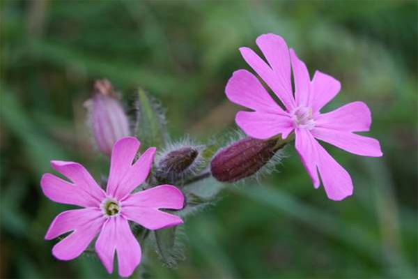 Nghị luận xã hội Học hỏi là việc làm suốt đời