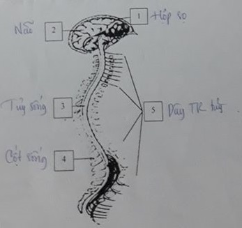 Đề thi Sinh học lớp 8 học kì 2 năm 2020 Trường THCS Phú Hòa Đông, Củ Chi