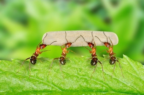 Nghị luận xã hội bàn về niềm tin đoàn kết