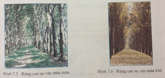 Giải bài tập SGK Địa lí 7