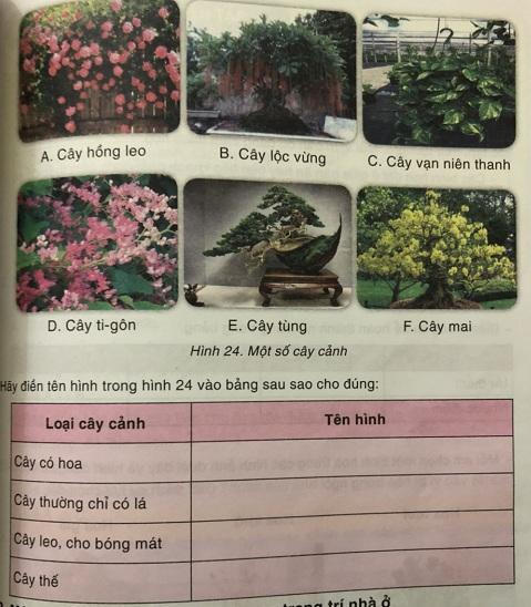 Trang trí nhà ở bằng hoa và cây cảnh VNEN