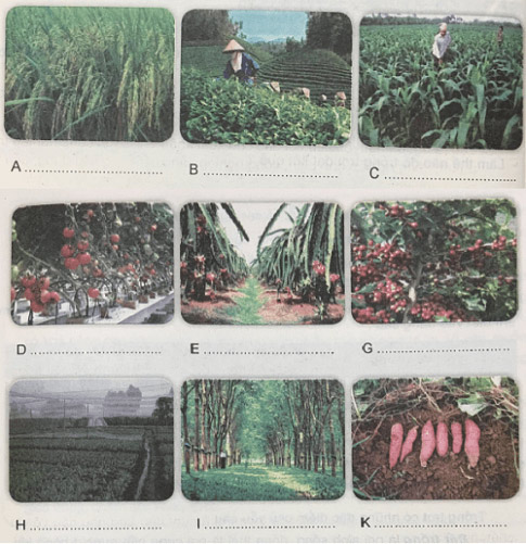 Vai trò, đặc điểm, các yếu tố ảnh hưởng và các phương thức trồng trọt