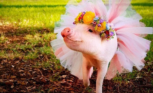 Truyện cười Lợn cưới, áo mới