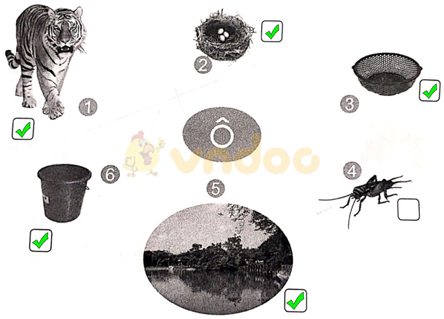 Giải vở bài tập Tiếng Việt 1 Cánh Diều Bài 4: o, ô