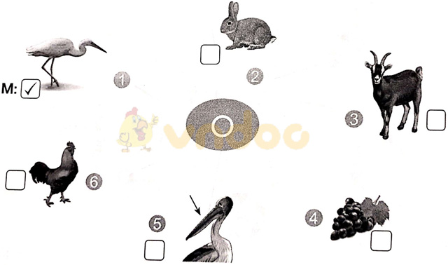 Giải vở bài tập Tiếng Việt 1 Cánh Diều Bài 4: o, ô