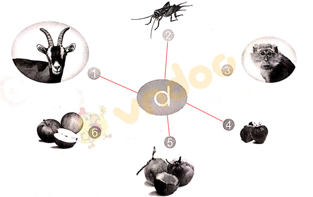 Giải vở bài tập Tiếng Việt 1 Cánh Diều Bài 6: ơ, d