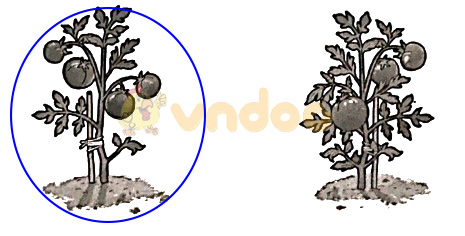 Giải vở bài tập Toán lớp 1 trang 20