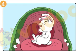 Giải bài tập Tiếng Việt lớp 1 trang 70 Bài 38: Kể chuyện Chú thỏ thông minh 