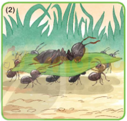 Giải bài tập Tiếng Việt lớp 1 trang 32 Bài 5: Ôn tập và kể chuyện