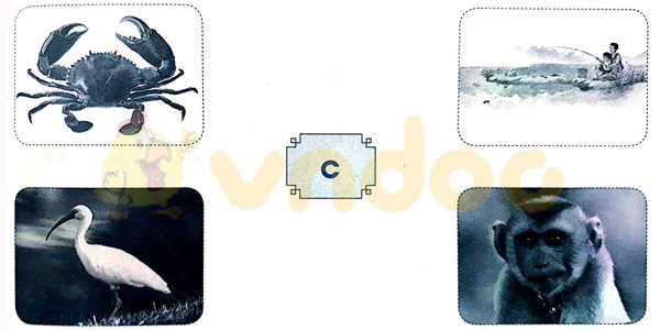 Giải Vở bài tập Tiếng Việt lớp 1 trang 7 Bài 3: C c