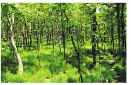 Tập đọc lớp 5 - Kì diệu rừng xanh