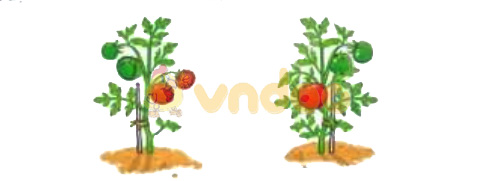 Giải Toán lớp 1 trang 23 sách Cánh Diều