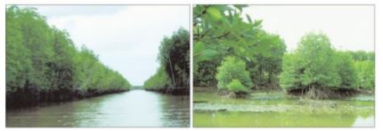 Tập đọc Đất Cà Mau