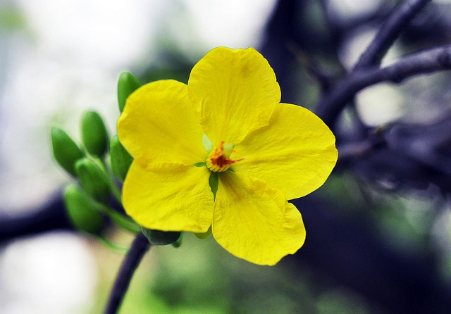 Thuyết minh về một loài hoa ngày tết