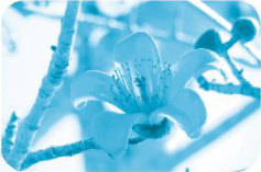 Chủ đề 19: Ngàn hoa khoe sắc