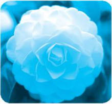 Chủ đề 19: Ngàn hoa khoe sắc