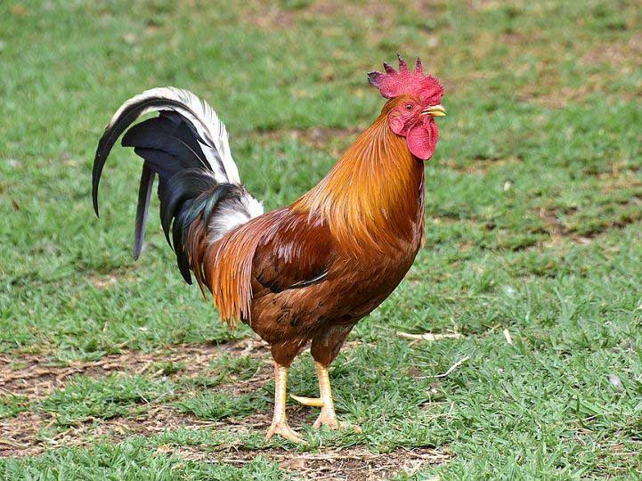 Kể về việc em chăm sóc một con vật nuôi trong nhà