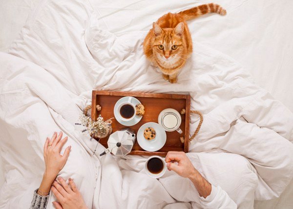 Kể về việc em chăm sóc một con vật nuôi trong nhà